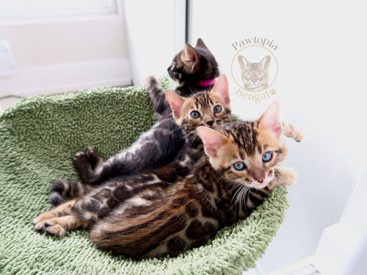 Where to find your Bengal kitten? Registered Breeder vs. Backyard Breeder