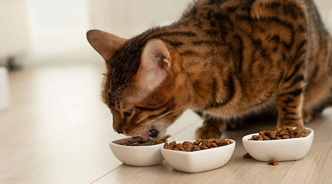 Demystifying Cat Food Labels: A Guide for Savvy Cat Owners