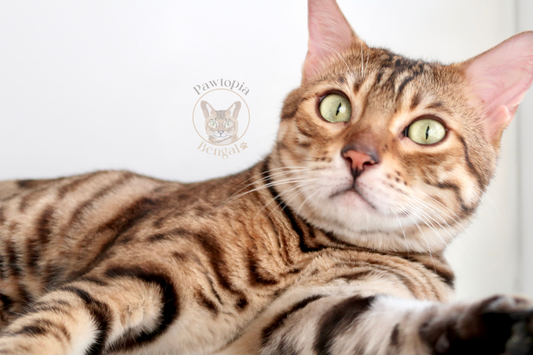 Choosing the Right Food for Your Bengal Cat