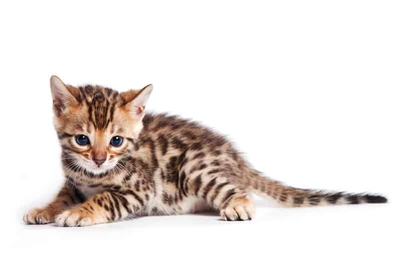 Fuzzie Stage Of Bengal Kittens - You Must Know Before Choosing One