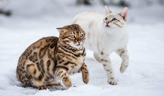 Bengal Cat Personalities & Temperaments - Unleashing the Bengal Charm