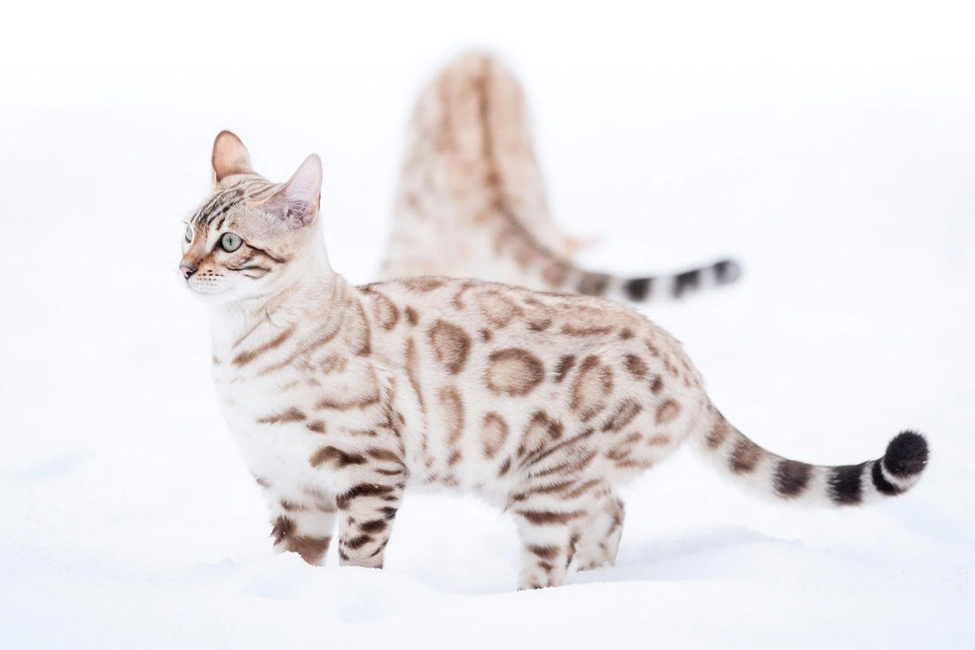 Bengal Cat Health Issues
