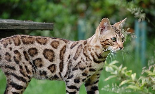 What is the different between a Pet, Breeding, or Show Quality Bengal Kitten