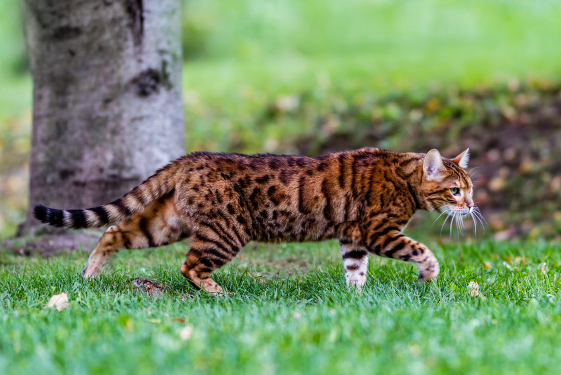 A Guide to this Unique Breed - Exploring the Charms of Bengal Cats