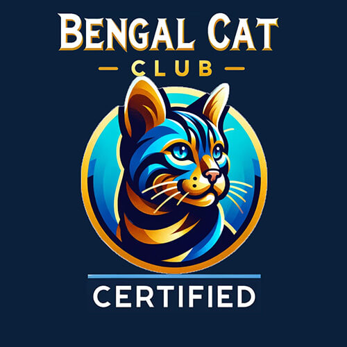 Certified Bengal Cat Club Breeder Pawtopia Bengal Toronto Ontario