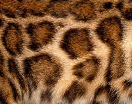 PAWTOPIA BENGAL | Bengal Cat Breeder in Toronto, Ontario