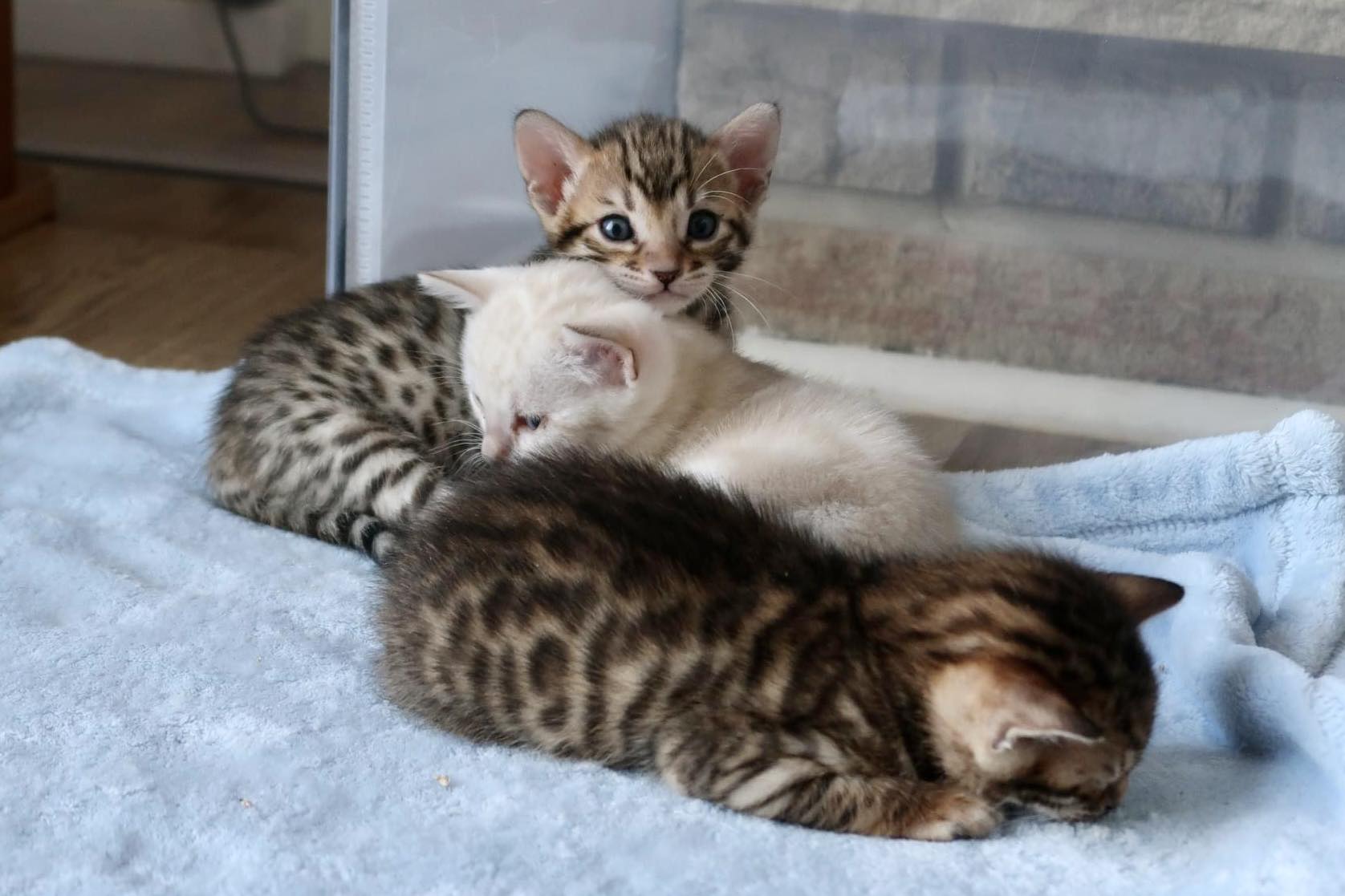 PAWTOPIA BENGAL Bengal Cat Breeder In Toronto Ontario PAWTOPIA BENGAL Bengal Cat Breeder In Toronto Ontario