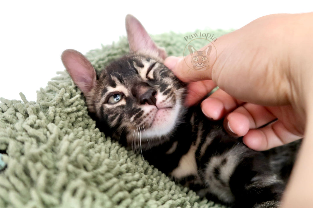 PAWTOPIA BENGAL | Bengal Cat Breeder in Toronto, Ontario
