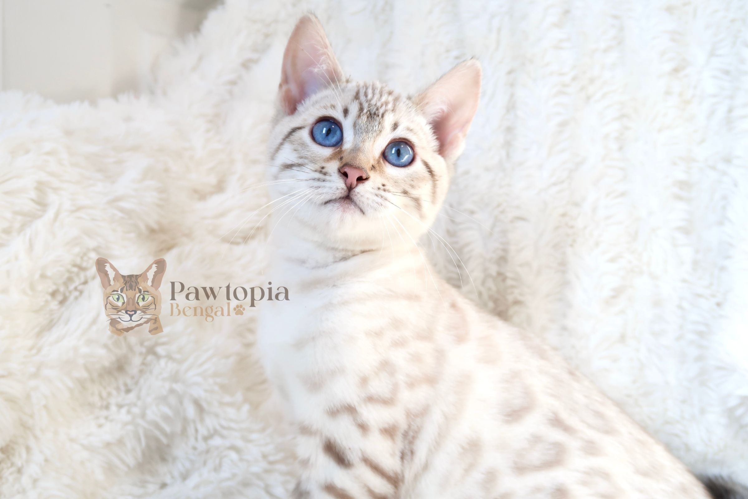 Snow Lynx Bengal cat with blue eyes sitting on a white fluffy blanket, featuring the 'Pawtopia Bengal'.